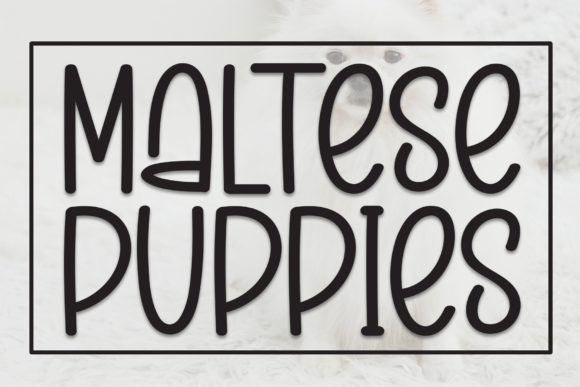 Maltese Puppies Typeface for Playful Campaign Design
